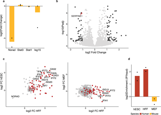 Fig. 5: NORAD downregulation does not induce ISG expression in mouse cells.