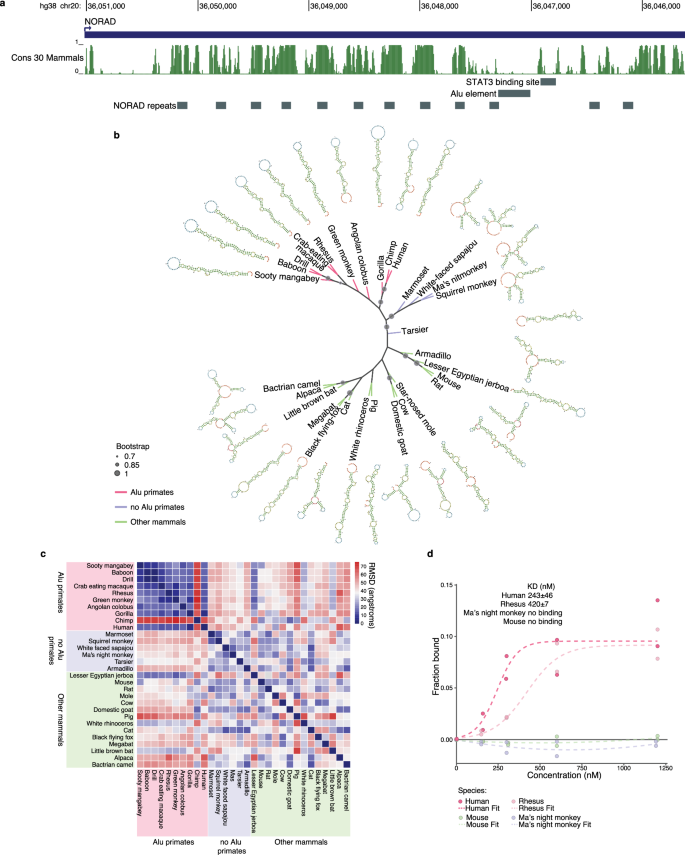 Fig. 6: The presence of an Alu element in the NORAD transcript in primates is associated with NORAD-STAT3 binding.