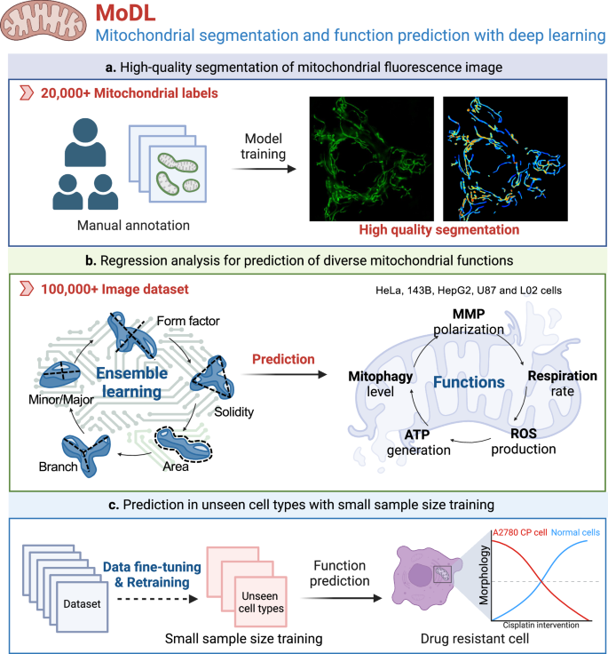 Fig. 1: MoDL’s precise mitochondrial morphological analysis strategy.
