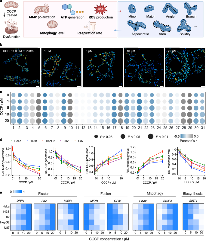 Fig. 3: The close relationship between mitochondrial dysfunction and morphological changes.