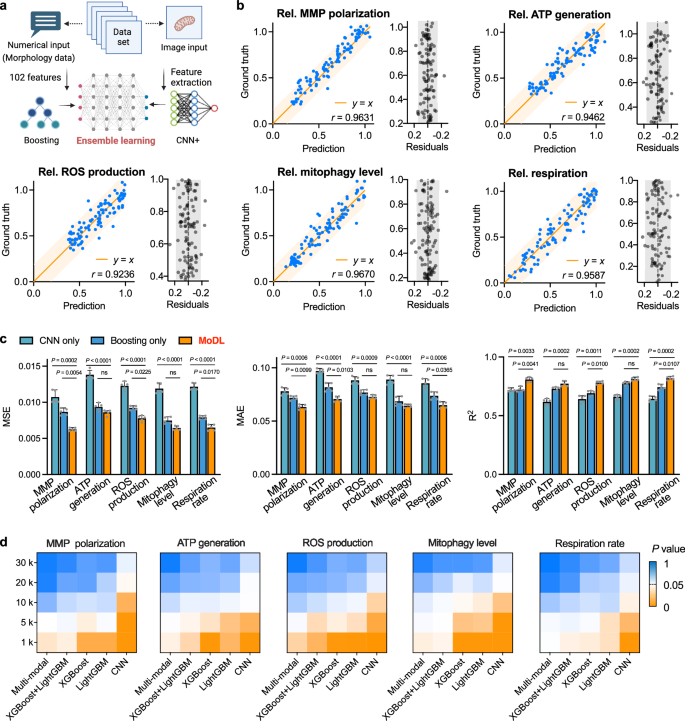 Fig. 4: MoDL’s second key pipeline: ensemble learning algorithm enables accurate prediction of mitochondrial functions.