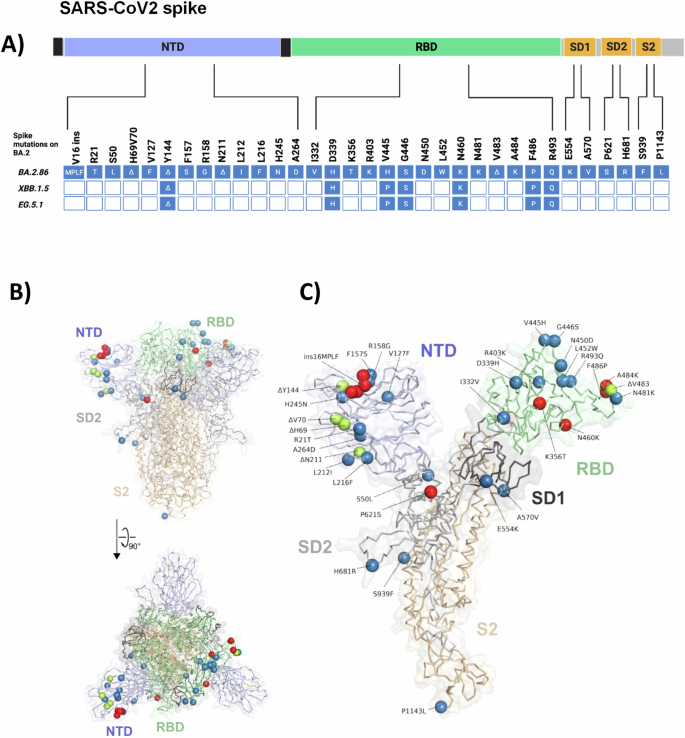Fig. 1: Overview of BA.2.86 lineage specific spike protein mutations relative to BA.2.