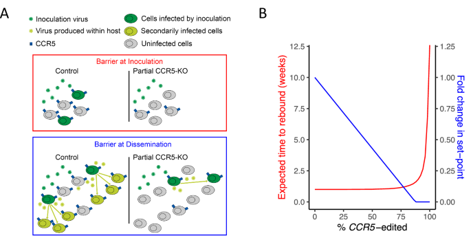 Fig. 8: Potential protective mechanisms of CCR5 editing in the human clinical context.