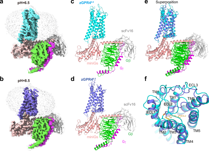 Fig. 1: Overall structures of Gs-coupled zGPR4 under pH 6.5 and 8.5.