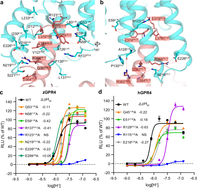 Fig. 2: The Gs-binding interface of zGPR4.