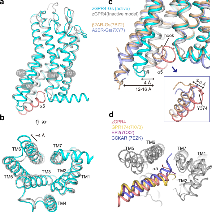 Fig. 3: Structural comparison for zGPR4.
