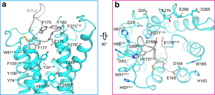 Fig. 4: Structural features for zGPR4.