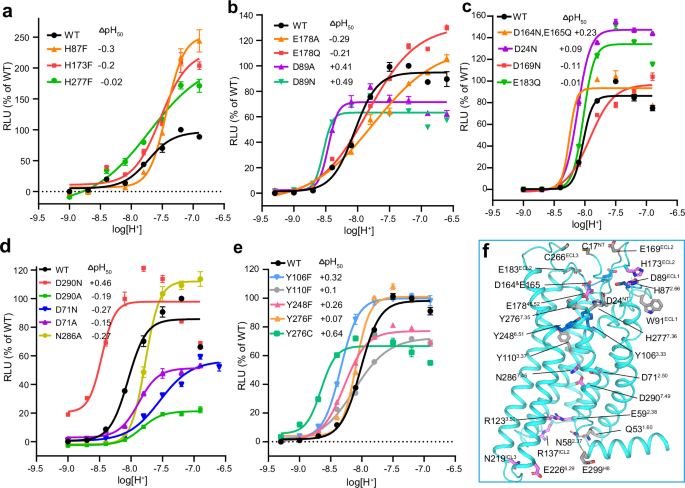 Fig. 5: Mutagenesis analysis of featured residues on zGPR4.