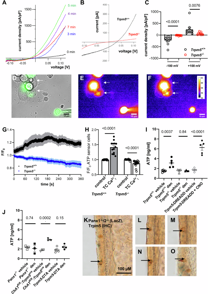 Tracheal tuft cells release ATP and link innate to adaptive 