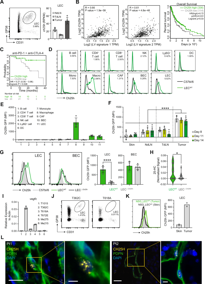 Fig. 1: LECs express Ch25h and control extracellular 25-hydroxycholesterol (25-HC) levels in lymphangiogenic B16F10-OVA tumors.