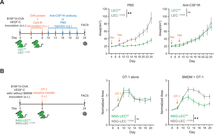 Fig. 5: LEC-derived 25-HC modulates tumor growth by impacting tumor-associated macrophages and monocytes.