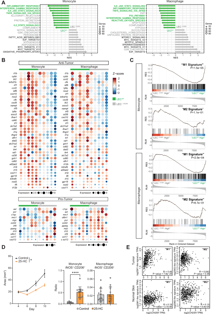 Fig. 6: Altered monocyte and macrophage transcriptomes in the absence of Ch25h expression by LECs in lymphangiogenic melanoma.