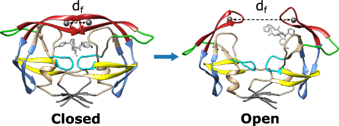 Fig. 1: Representative structures of the closed and open states of DRV-bound HIV-PR protease.