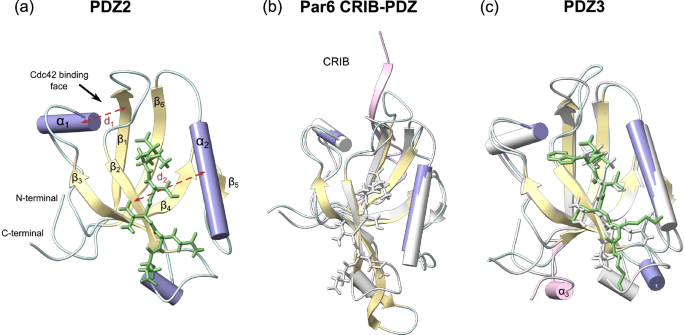 Fig. 7: Structures of PDZ domains and allosteric sites.