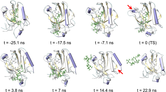 Fig. 8: Snapshots from a natural trajectory for PDZ2 ligand unbinding.