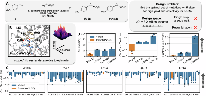 Fig. 2: A challenging, epistatic protein design space: optimization of five active site residues in ParPgb.