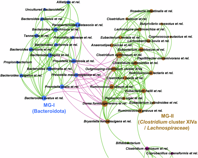 Fig. 4: Co-exclusion network between Clostridium cluster XIVa (Lachnospiraceae) and Bacteroidota visualised in the Indian study population.