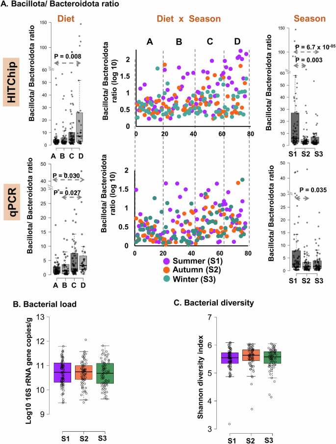 Fig. 5: Seasonal fluctuation of Bacillota/Bacteroidota ratio in the study groups without any change in the total bacterial load and bacterial diversity over the three seasons, analysed by HITChip and qPCR assays.