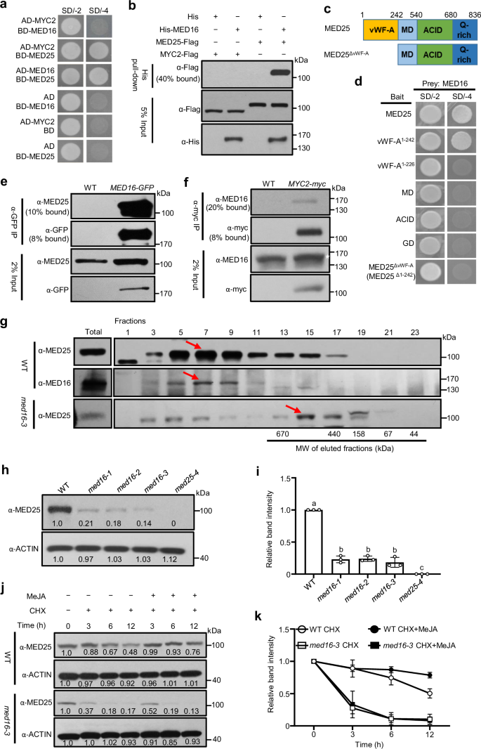 Fig. 1: MED16 interacts with and stabilizes MED25.