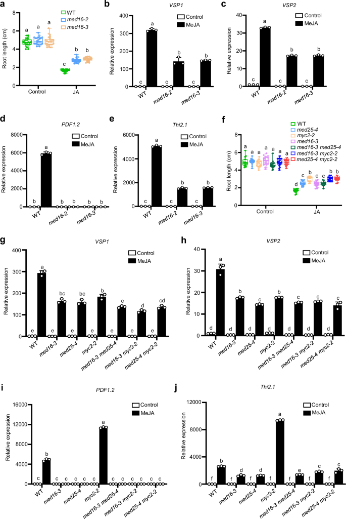 Fig. 2: MED16 positively regulates MYC2/MED25-dependent JA signaling.