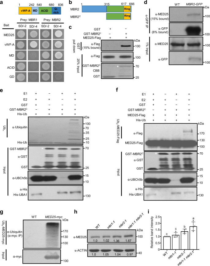 Fig. 3: MBR1 and MBR2 interact with and promote MED25 poly-ubiquitination.