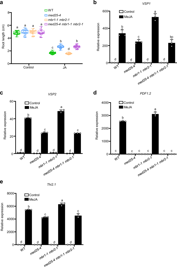 Fig. 4: Negative regulation of multiple JA responses by MBRs depends on MED25.