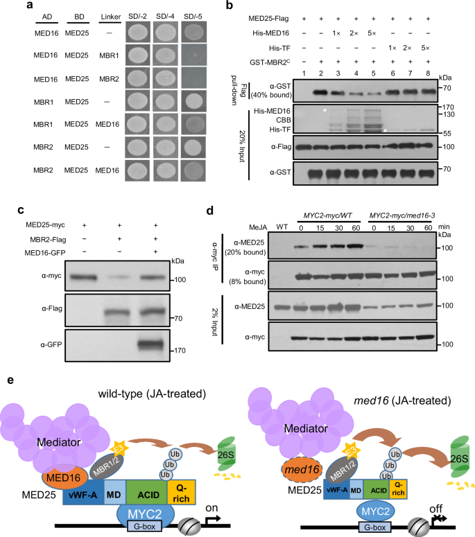 Fig. 5: MED16 antagonizes MBRs-mediated MED25 degradation.