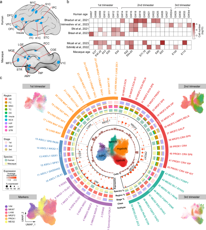 Cortical arealization of interneurons defines shared and distinct ...