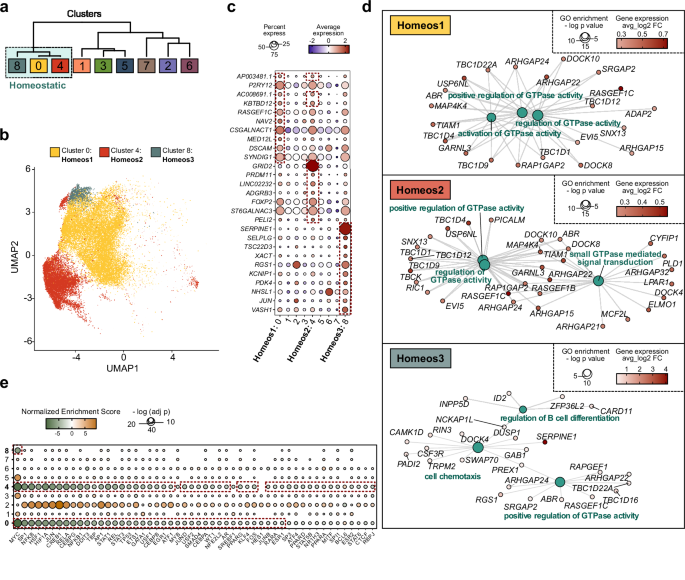 Fig. 2: Homeostatic microglia clusters.
