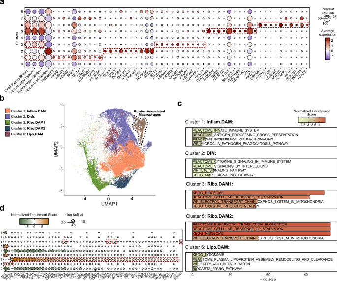 Fig. 3: DAM-related microglia clusters.
