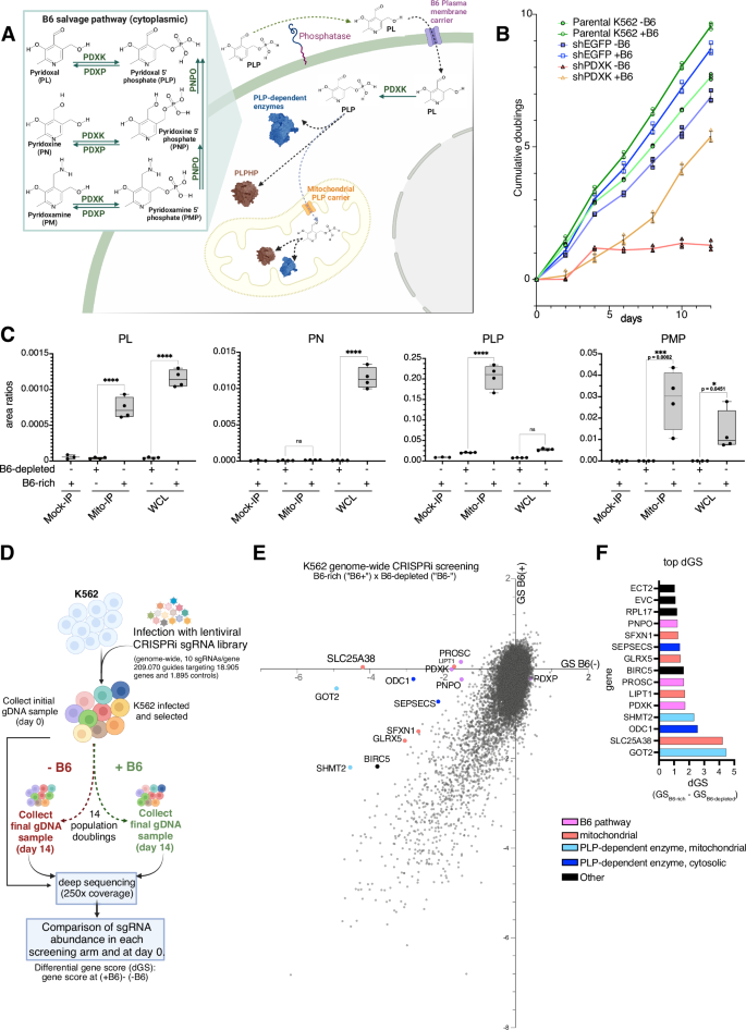 Fig. 1: A genome-wide CRISPRi screen identifies conditionally essential genes in low vitamin B6 growth conditions.