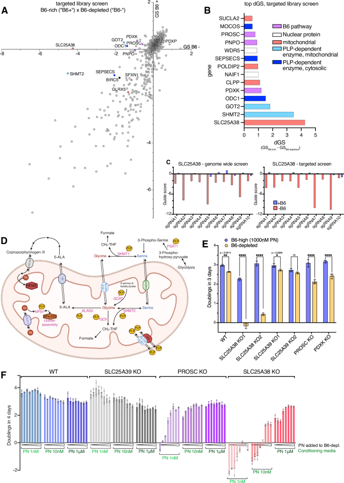 Fig. 2: Targeted library CRISPRi screen confirms SLC25A38 as a key B6 essential gene in K562 cells and highlights the importance of mitochondrial PLP-dependent metabolism.