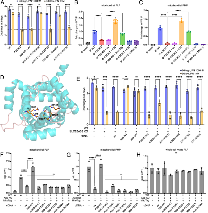 Fig. 3: SLC25A38-KO and the yeast mitochondrial glycine transporter Hem25 but not CSA patient variants of SLC25A38 can rescue growth defects in low B6 and mitochondrial PLP levels.