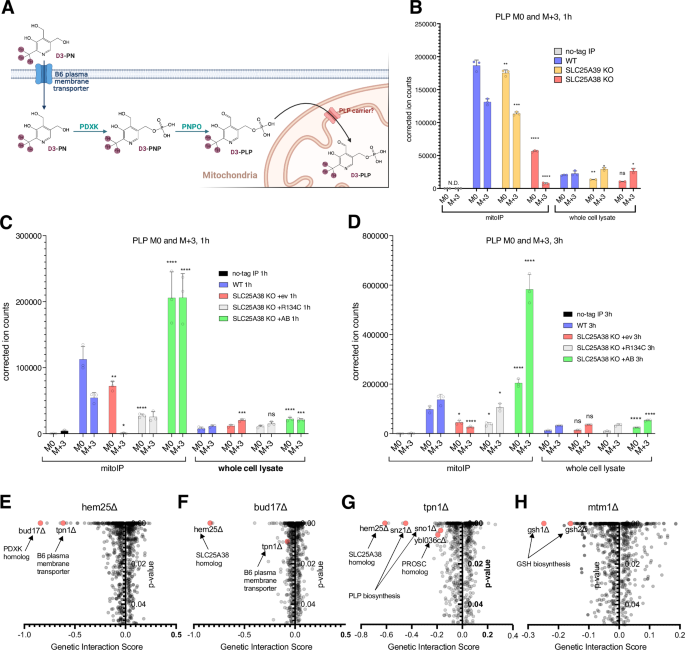 Fig. 4: SLC25A38-KO cells fail to accumulate labeled PLP in the mitochondria in physiologically relevant levels of vitamin B6.