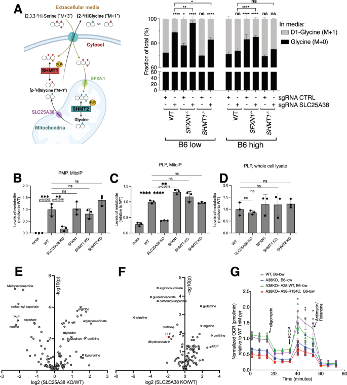 Fig. 6: SHMT2 and other mitochondrial PLP-dependent enzymes are affected in SLC25A38-null cells in low B6.