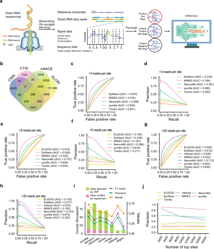 Fig. 3: Application of pum6a for m6A detection in ONT direct RNA sequencing data in HEK293T cells.