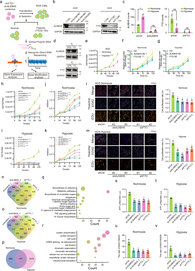 Fig. 5: Dynamic regulation of m6A modification by hypoxia and m6A demethylases in gastric cancer cells.