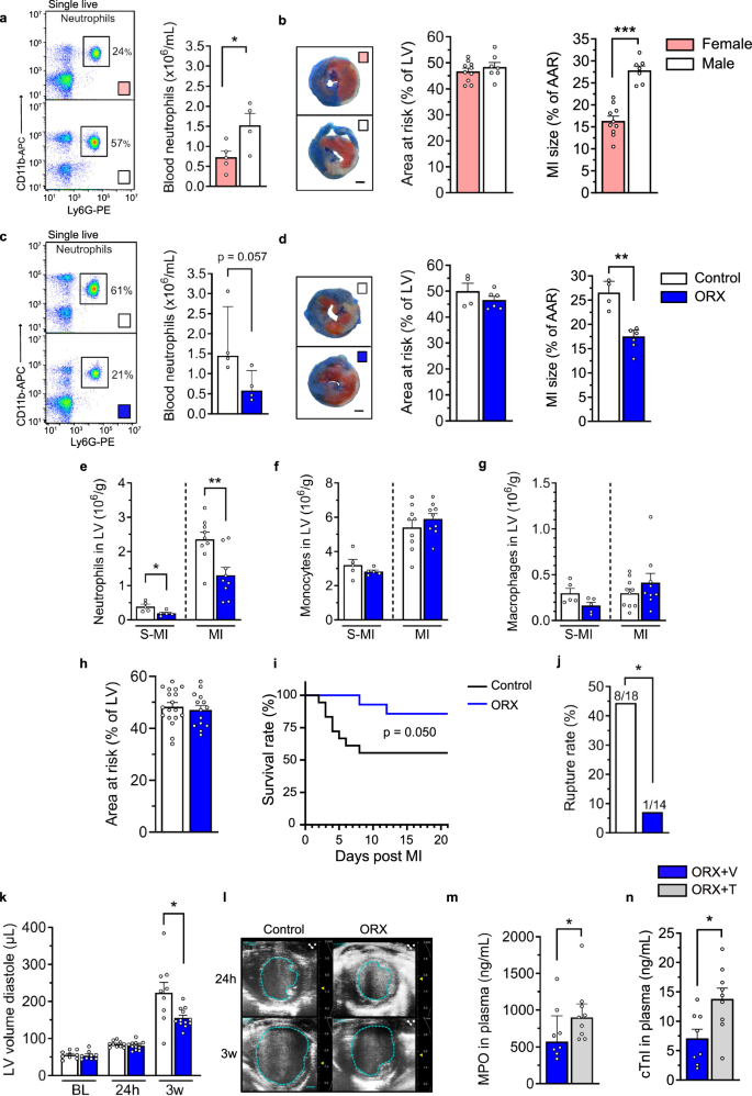 Fig. 1: Castration of male mice reduces neutrophilia, cardiac injury, and cardiac remodeling and increases survival after an acute MI.