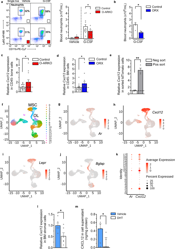 Fig. 3: Cytokine-controlled neutrophilia depends on the AR in BM stroma.