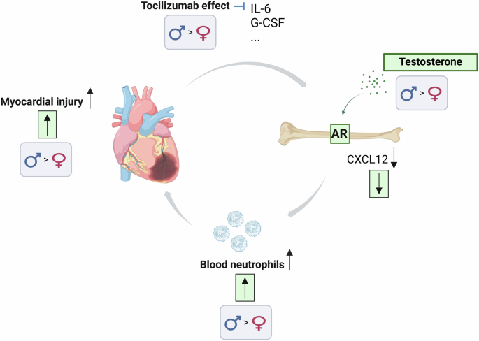 Fig. 5: Summary of findings and hypothesis.