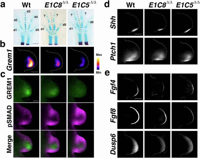 Fig. 1: Analysis of the feedback signaling system in wild-type and tetradactyl mouse forelimb buds.