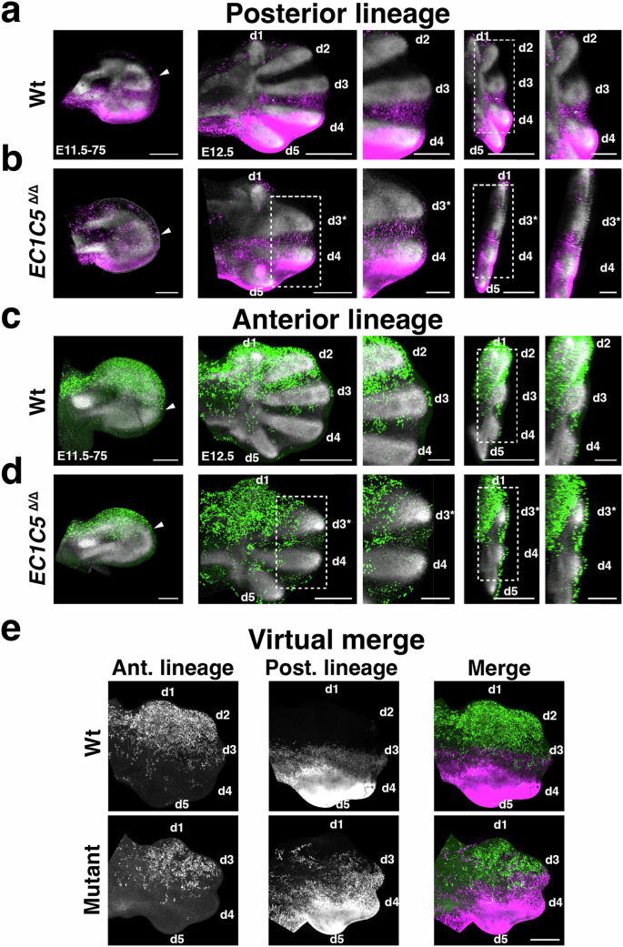 Fig. 2: Posterior and anterior lineage analysis of pentadactyl and Grem1 tetradactyl forelimb buds.