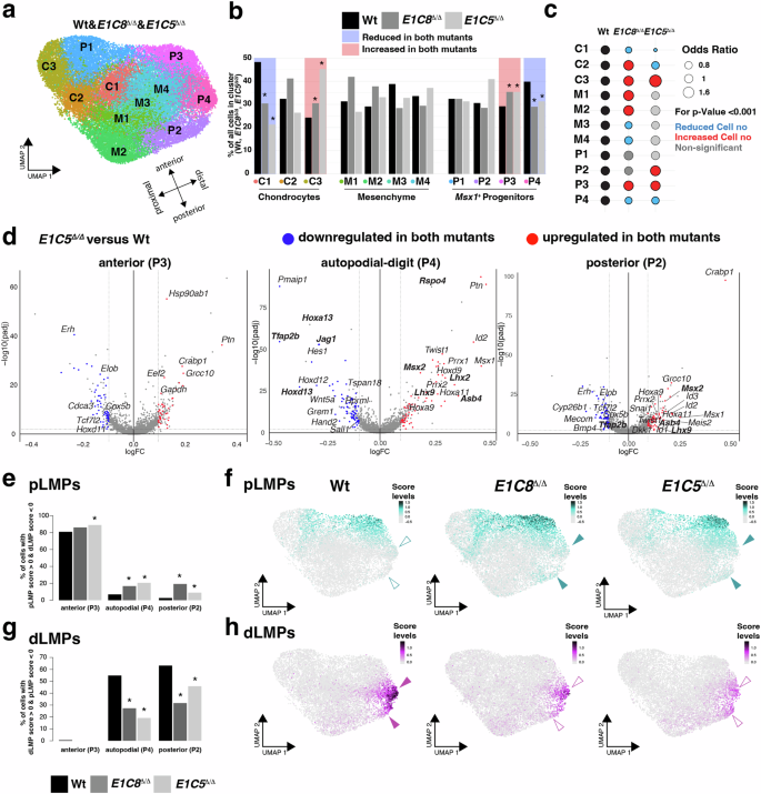 Fig. 4: Identification of distinct LMP populations altered in both Grem1 tetradactyl limb buds (E10.75).