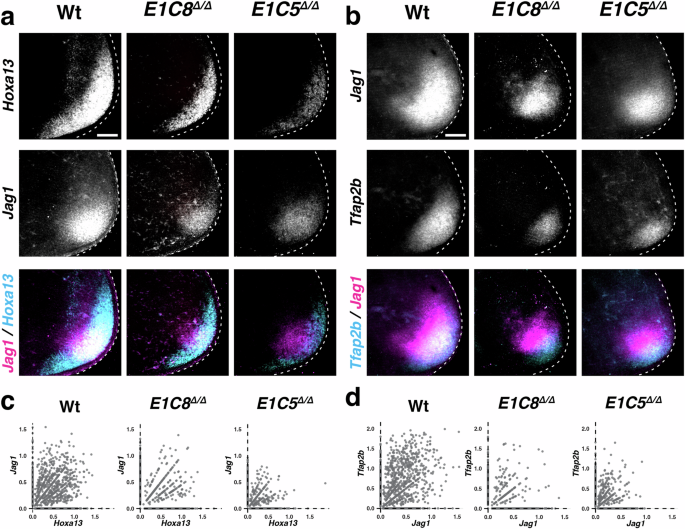 Fig. 6: Significant reduction of&nbsp;dLMPs co-expressing Hoxd13, Jag1, and Tfap2b in Grem1 tetradactyl limb buds.