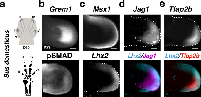 Fig. 8: RNA-FISH analysis of Grem1 and pLMP and dLMP marker genes in pig limb buds.