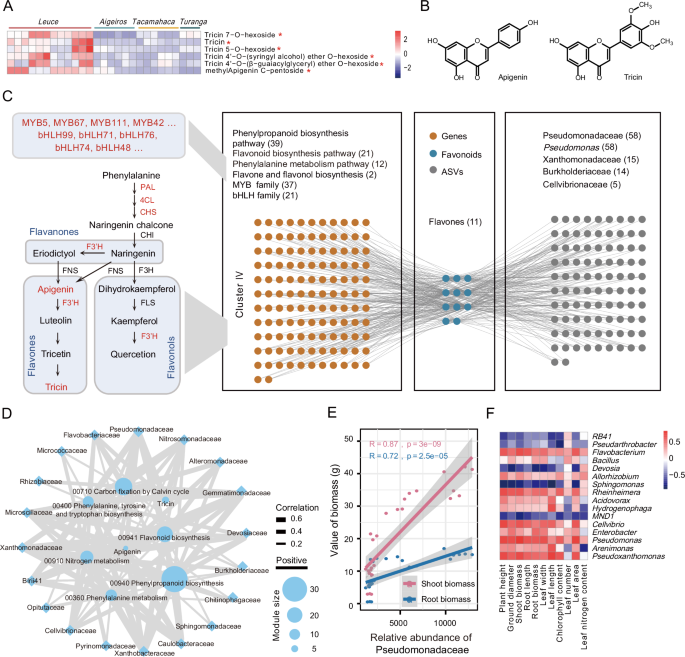 Fig. 3: Gene expression and flavonoid accumulation were related to rhizosphere microbial composition and poplar growth performance.