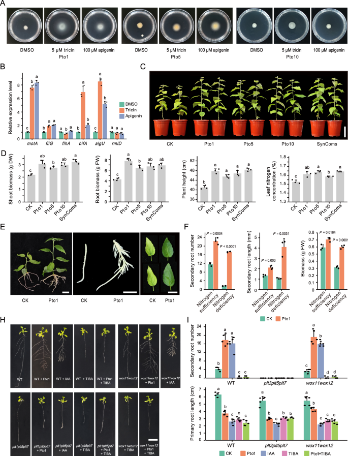 Fig. 4: Flavone-mediated pseudomonads promote nitrogen uptake and secondary root growth in poplar.