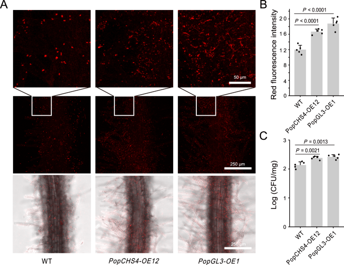Fig. 6: PopGL3 recruits pseudomonads to colonize poplar roots.