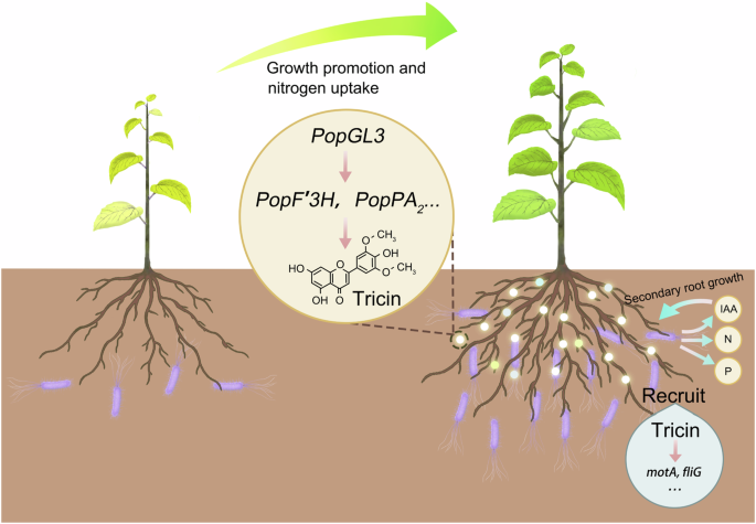 Fig. 7: Proposed model for flavone-dependent, microbiota-mediated secondary root formation and plant performance.