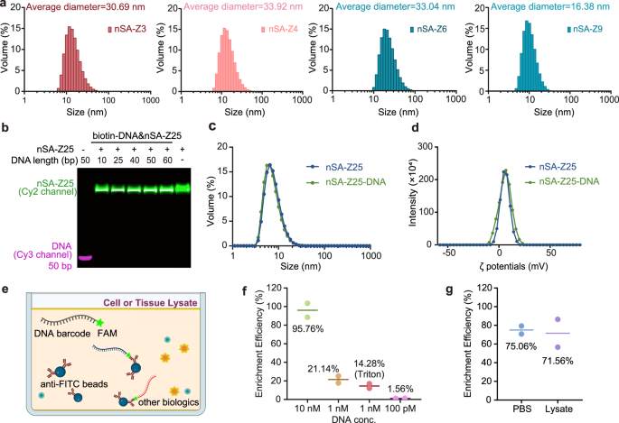 Fig. 2: Nanocapsule library characterization and barcode incorporation and extraction efficiency.